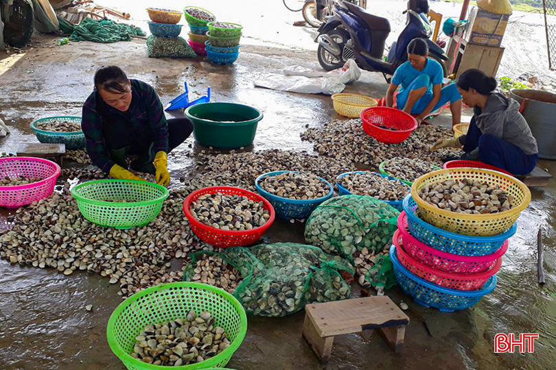 Sản lượng nuôi nhuyễn thể hằng năm đạt khoảng 3.500 tấn, cho giá trị sản xuất khoảng 53,3 tỷ đồng. z4152600287399_f6c53d0466312497c7c291990a7622d2.jpg