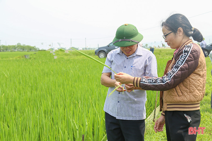 Cán bộ Chi cục Trồng trọt và Bảo vệ thực vật (Sở NN&PTNT) kiểm tra tiến độ lúa trổ tại các địa phương. IMG_8415.jpg