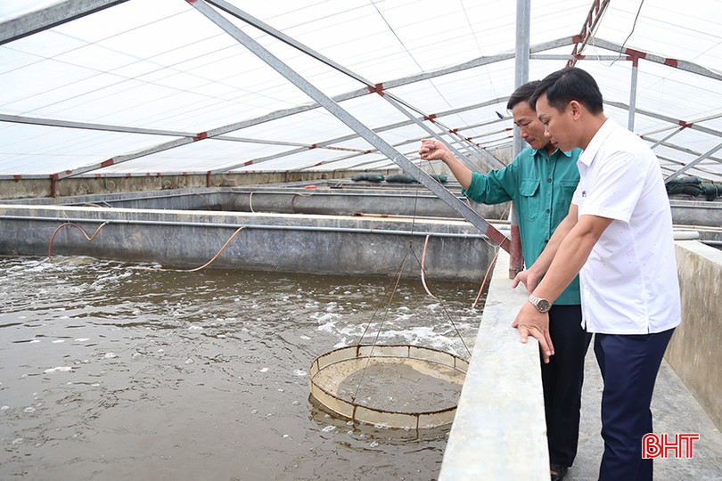 Mô hình nuôi tôm trong bể xi măng giúp người nuôi dễ quản lý các yếu tố môi trường, tôm ít dịch bệnh hơn. IMG_7156.jpg