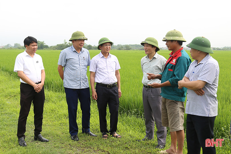 Đoàn công tác của Sở NN&PTNT tỉnh kiểm tra mô hình sản xuất lúa theo hướng hữu cơ sử dụng máy cấy đối với giống DT39 tại xã Khánh Vĩnh Yên (Can Lộc). IMG_8375.jpg