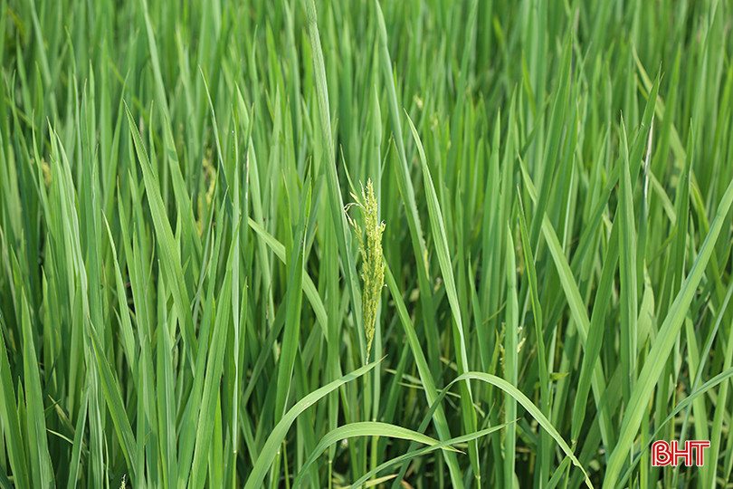 Lúa xuân tại Đức Thọ dự kiến trổ tập trung từ 15 - 20/4. IMG_8407.jpg