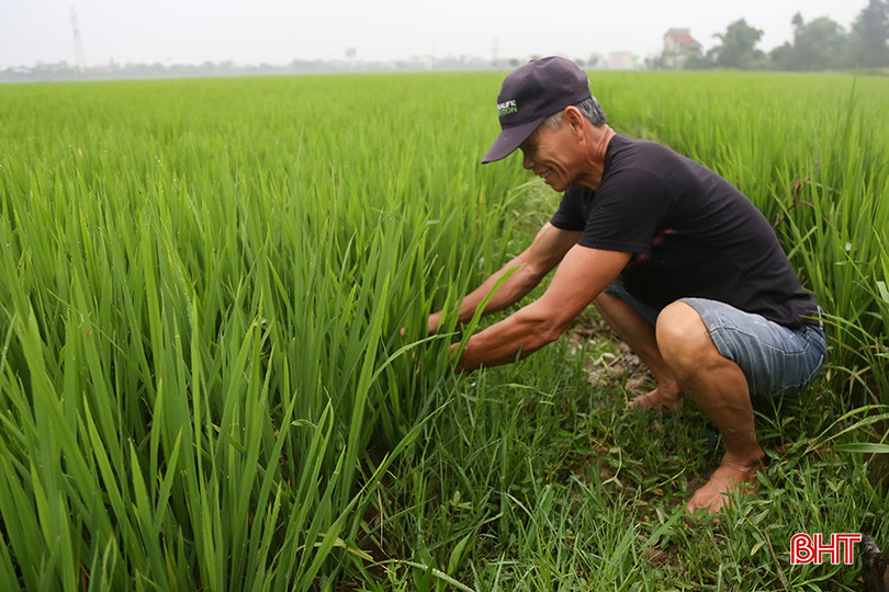 Nông dân cần thường xuyên thăm đồng để kiểm tra tình hình trổ bông và diễn tiến sâu bệnh. IMG_8052.jpg