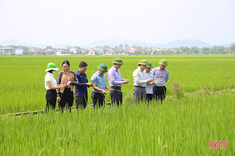 Đoàn công tác của Sở NN&PTNT kiểm tra tình hình sản xuất lúa xuân 2024 và công tác phòng trừ sâu bệnh tại huyện Đức Thọ. IMG_8395.jpg