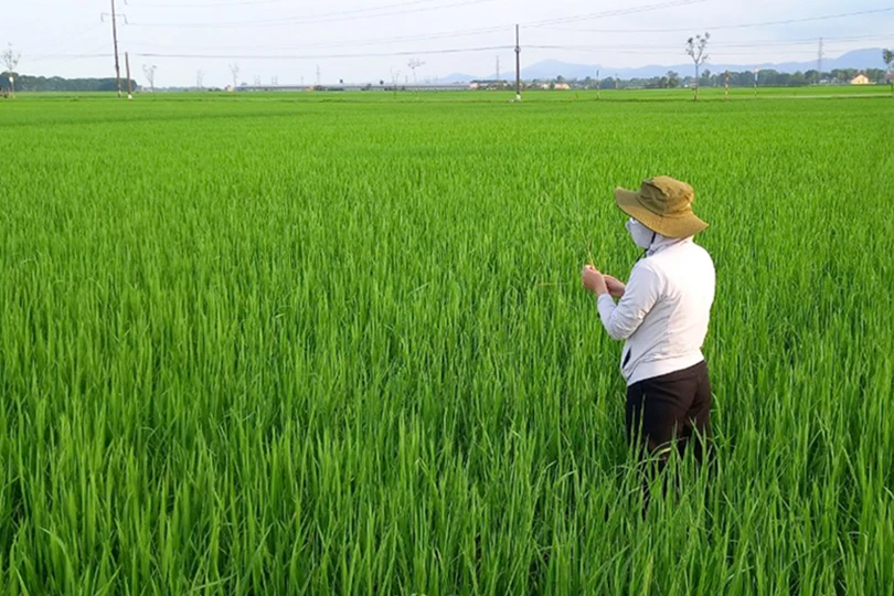 z5296584027339_67ca7ae5ea02dd25f6f6faa3929bf2b6 (1).jpg