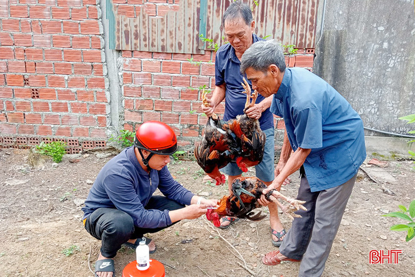Huyện Lộc Hà tổ chức tiêm phòng vắc - xin cúm gia cầm trên đàn gà. z5384492198688_b678e2f313f3c9507c4a0a1f28782947.jpg