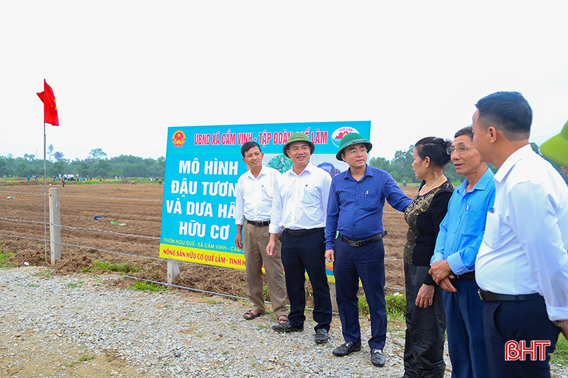Mô hình “đậu tương và dưa hấu hữu cơ” được triển khai tại thôn Ngụ Quế xã Cẩm Vịnh, Cẩm Xuyên. IMG_7998.jpg