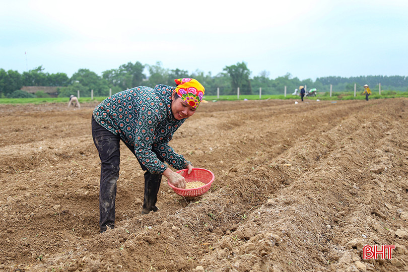 Bà con nông dân đã xuống giống thành công cây đậu tương. IMG_7939.jpg