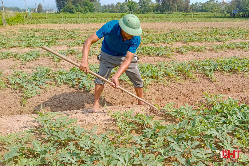 Mô hình sản xuất hàng hóa cây dưa hấu theo hướng hữu cơ tại xã Thịnh Lộc (Lộc Hà). z5343218606762_a2efd710d81fe648ca4df9e460f15ff2.jpg
