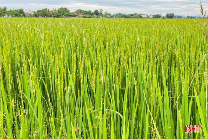 Từ 15 - 25/4, khoảng 45.000 ha (chiếm 75% diện tích lúa vụ xuân) trên địa bàn toàn tỉnh sẽ trổ bông tập trung. z5331326593101_fcdd9c4d4cc7d1040261ba525758ce68.jpg