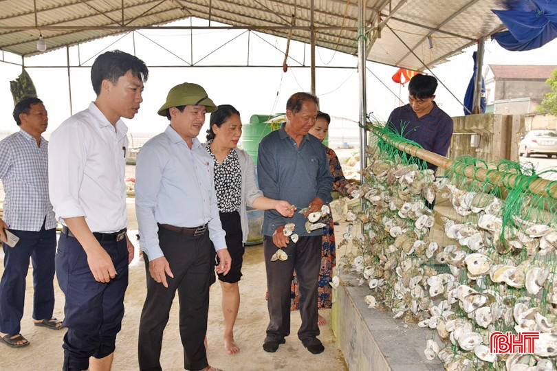 Mô hình nuôi hàu tự nhiên của HTX Nuôi trồng thủy sản Việt Hồng ở thôn Mai Lâm (xã Mai Phụ, Lộc Hà). bqbht_br_dsc-4230-copy-4147.jpg