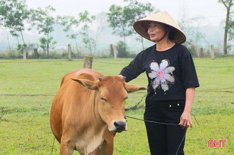 Huyện Kỳ Anh đã phối giống được 266 con bò nái, cho ra đời 52 con bê thuộc các dòng chất lượng cao như: 3B, Brahman, Senepol... z5317851490255_0ae258390a706c8b0f07bb86d1efb179.jpg