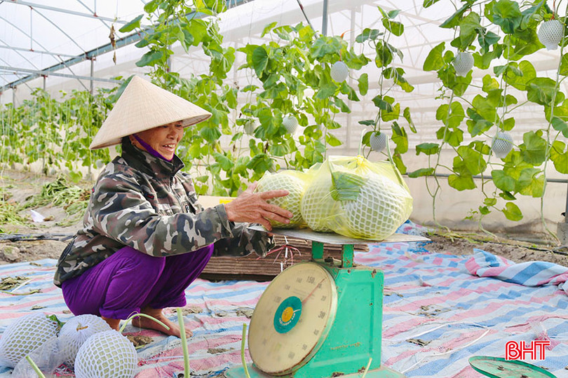 Có chính sách hỗ trợ xây dựng nhà màng, đầu ra ổn định, người dân Thạch Hà mạnh dạn mở rộng diện tích sản xuất dưa lưới. 2 copy.jpg