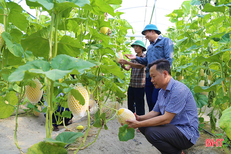 Lãnh đạo huyện Thạch Hà kiểm tra các mô hình dưa lưới được thụ hưởng chính sách hỗ trợ của huyện. a1.jpg