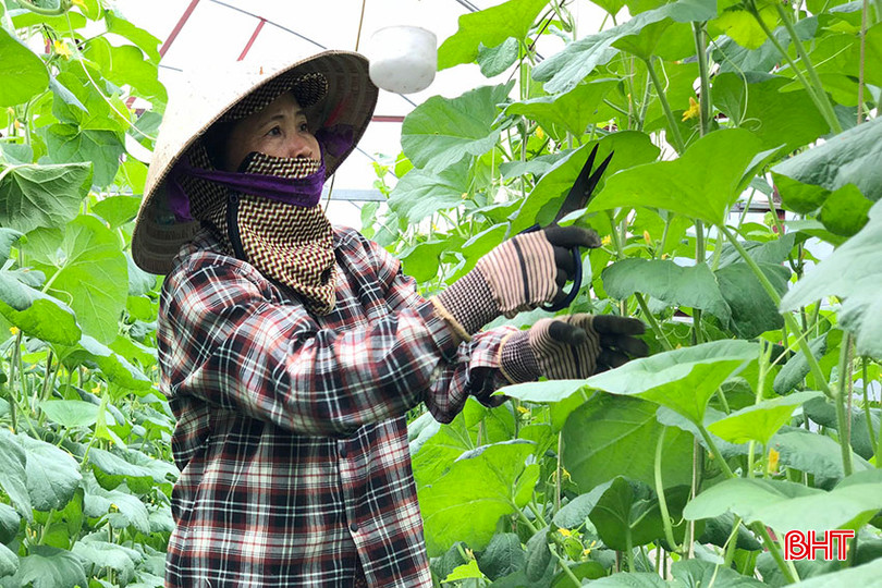 Chị Dương Thị An, thôn Xuân Sơn, xã Lưu Vĩnh Sơn là một trong những hộ dân đầu tiên ở Thạch Hà trồng dưa lưới trong nhà màng. a6.jpg