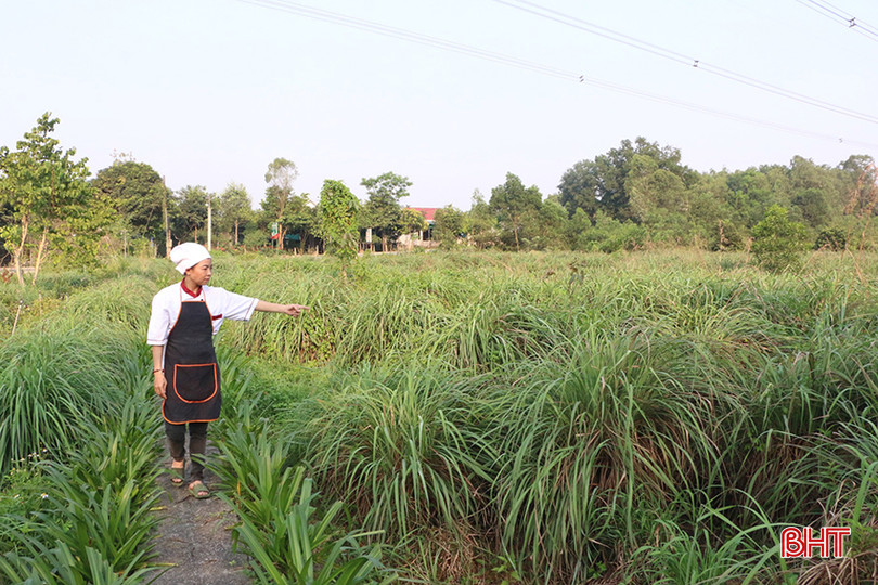 Hơn 2 ha đất của cơ sở được quy hoạch thành từng vùng trồng sả, riềng và các loại thảo mộc khác. z5314755542562_ae6d282e70b046ae793b57e6ea504f7b.jpg