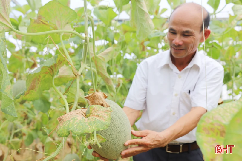 Với giá bán đang ở mức 30.000 đồng/kg, vườn dưa lưới đã đưa lại nguồn doanh thu 120 triệu đồng cho gia đình anh Báu. Sau khi trừ chi phí hạt giống, phân bón, điện nước... và khấu hao nhà màng cho lãi ròng 40 triệu đồng/vụ.