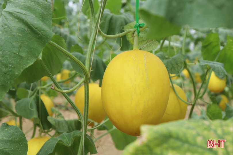 Lý giải về việc lựa chọn hướng đi này, anh Báu chia sẻ, dưa lưới là cây trồng ngắn ngày mang lại hiệu quả kinh tế cao, giá cả ổn định, năng suất canh tác trên một đơn vị diện tích trong nhà màng lớn. Dưa được trồng trong nhà màng sẽ hạn chế sâu bệnh gây hại, không bị lệ thuộc vào thời tiết.