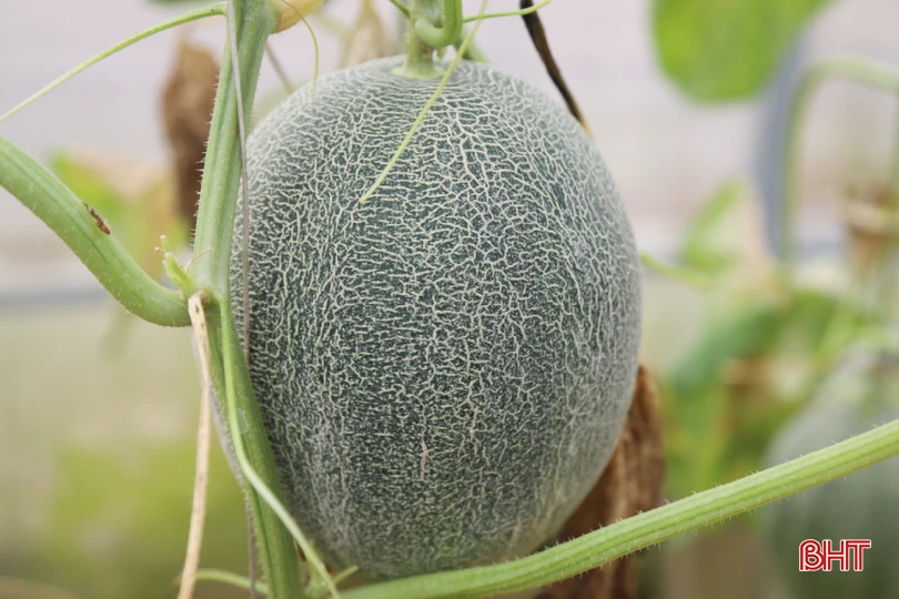 Qua hơn 1 năm sản xuất, mô hình trồng dưa lưới trong nhà màng của anh Báu và các hộ dân đã tạo ra sản phẩm đáp ứng yêu cầu về an toàn thực phẩm, từ đó tăng thu nhập cho nông dân, tạo thêm việc làm cho lao động địa phương. (Ảnh: dưa lưới giống Hami KQ).