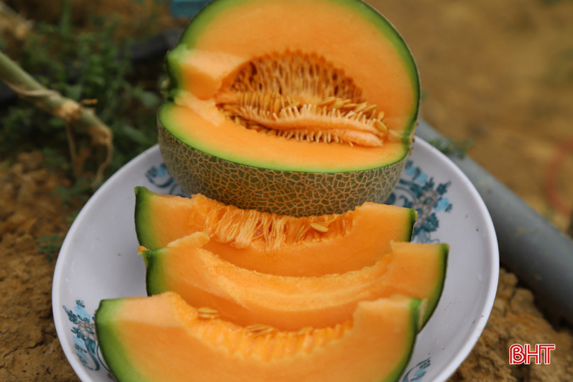 Anh Đặng Thế Báu cho hay, mô hình trồng dưa lưới trong nhà màng đã được thị trường đón nhận. Thời gian tới, anh cùng 5 hộ gia đình còn lại sẽ tiếp tục đầu tư sản xuất, tăng cường ứng dụng khoa học kỹ thuật để tăng hiệu quả từ dưa lưới.