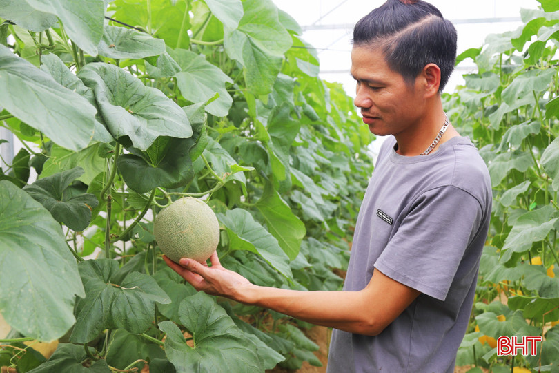 Đầu năm 2023, anh Đặng Thế Báu (SN 1987, ở thôn Thai Yên, xã Thạch Hội) cùng với 5 hộ dân đã thử sức với mô hình trồng dưa lưới trong nhà màng trên diện tích hơn 3.000 m2. Các hộ đầu tư số vốn ban đầu gần 1 tỷ đồng để xây dựng nhà lưới, hệ thống tưới, đèn chiếu sáng...