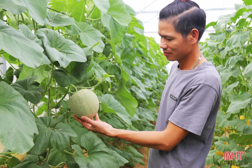 Đầu năm 2023, anh Đặng Thế Báu (SN 1987, ở thôn Thai Yên, xã Thạch Hội) cùng với 5 hộ dân đã thử sức với mô hình trồng dưa lưới trong nhà màng trên diện tích hơn 3.000 m2. Các hộ đầu tư số vốn ban đầu gần 1 tỷ đồng để xây dựng nhà lưới, hệ thống tưới, đèn chiếu sáng...