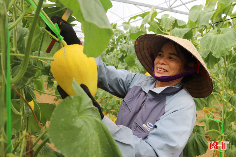 Quy trình sản xuất dưa lưới trong nhà màng được kiểm soát chặt chẽ từ khâu chọn hạt giống, trồng cây, chăm sóc, theo dõi quá trình sinh trưởng, phát triển cho đến lúc thu hoạch. Nhờ chăm sóc đúng quy trình, theo dõi chặt chẽ chế độ dinh dưỡng nên dưa lưới phát triển tốt. Chỉ sau 75 ngày trồng, vườn dưa đã bắt đầu cho thu hoạch, trọng lượng bình quân từ 1,5 - 1,6 kg mỗi quả.