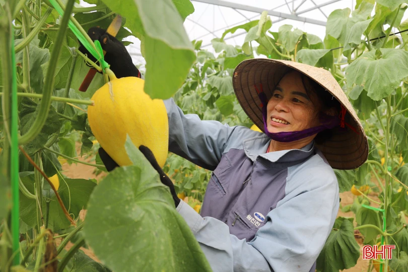 Quy trình sản xuất dưa lưới trong nhà màng được kiểm soát chặt chẽ từ khâu chọn hạt giống, trồng cây, chăm sóc, theo dõi quá trình sinh trưởng, phát triển cho đến lúc thu hoạch. Nhờ chăm sóc đúng quy trình, theo dõi chặt chẽ chế độ dinh dưỡng nên dưa lưới phát triển tốt. Chỉ sau 75 ngày trồng, vườn dưa đã bắt đầu cho thu hoạch, trọng lượng bình quân từ 1,5 - 1,6 kg mỗi quả.