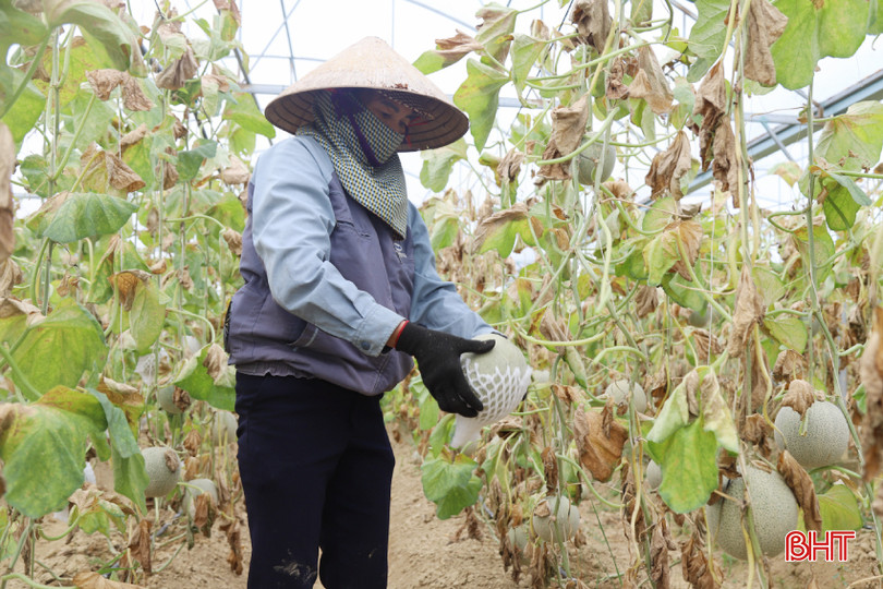 Theo tính toán của anh Báu, vụ mùa này, riêng diện tích dưa lưới của gia đình anh (500 m2 trong tổng số 3.000 m2 nhà màng của 6 hộ) đã cho thu hoạch được 4 tấn.