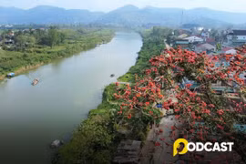 Podcast tản văn: Hoa gạo- Ngọn lửa của ký ức
