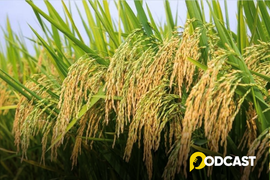Podcast: Nhớ mùi thơm nếp rồng