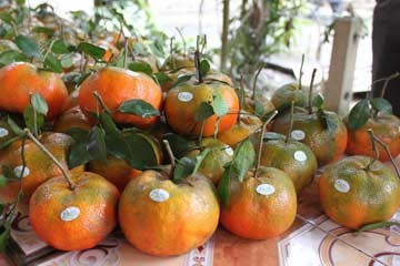 Cam bù Hương Sơn