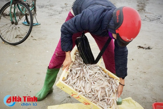 Những mẻ cá tươi được thu mua tận bến