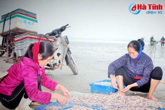 Những mẻ cá tươi được thu mua tận bến