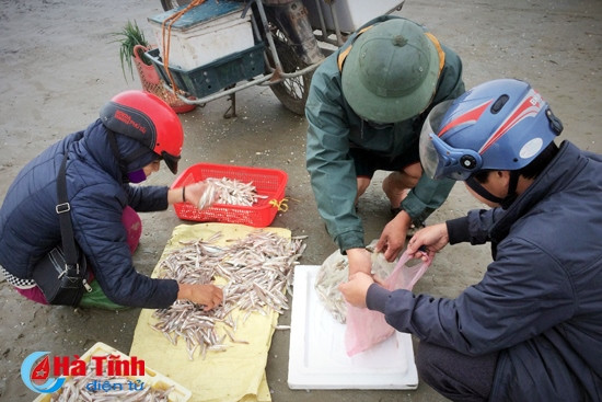 Những mẻ cá tươi được thu mua tận bến