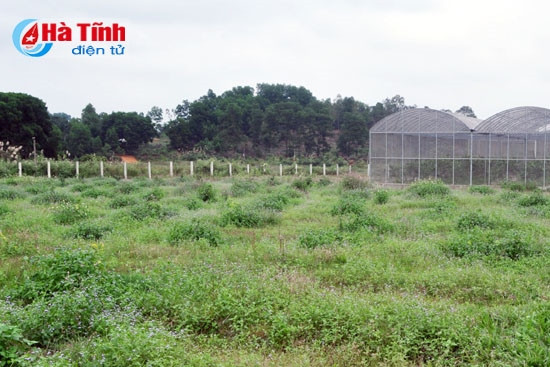 Hạ tầng cơ sở bảo tồn, nhân giống cam bù Hương Sơn tại xã Sơn Lễ còn nhiều thiếu thốn Hạ tầng cơ sở bảo tồn, nhân giống cam bù Hương Sơn tại xã Sơn Lễ còn nhiều thiếu thốn