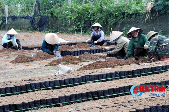 Những người làm việc tại cơ sở bảo tồn nhân giống cam bù Hương Sơn chủ yếu là nông dân trong khu vực, chưa được đào tạo về sản xuất giống. Những người làm việc tại cơ sở bảo tồn nhân giống cam bù Hương Sơn chủ yếu là nông dân trong khu vực, chưa được đào tạo về sản xuất giống.