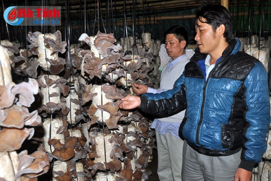 Nấm dễ trồng, lợi nhuận cao nên được người dân đẩy mạnh sản xuất trong những năm gần đây. Nấm dễ trồng, lợi nhuận cao nên được người dân đẩy mạnh sản xuất trong những năm gần đây.