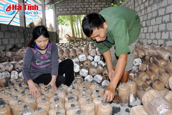 Thời điểm này, HTX trồng nấm, mua bán dịch vụ tuổi trẻ Thạch Hạ tất bật đóng gói, phân phối bịch nấm giống, cung cấp cho các cơ sở trồng nấm để có thể xuất ra thị trường đúng vào dịp Tết. Thời điểm này, HTX trồng nấm, mua bán dịch vụ tuổi trẻ Thạch Hạ tất bật đóng gói, phân phối bịch nấm giống, cung cấp cho các cơ sở trồng nấm để có thể xuất ra thị trường đúng vào dịp Tết.