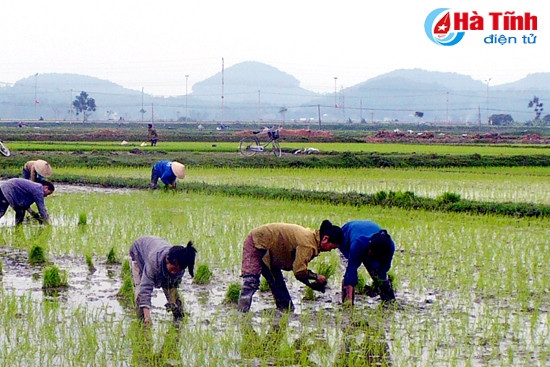 Dù trời mưa dầm, bà con xã Mai Phụ (Lộc Hà) vẫn tranh thủ cấy lúa xuân. Dù trời mưa dầm, bà con xã Mai Phụ (Lộc Hà) vẫn tranh thủ cấy lúa xuân.