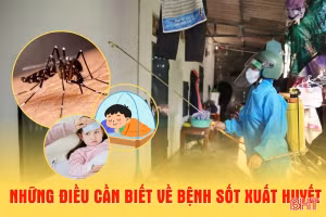 [Motion graphic] Những điều cần biết về bệnh sốt xuất huyết