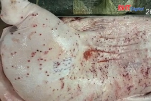 Ăn thịt lợn bệnh: Rước loạt nguy cơ, đun sôi cũng không an toàn