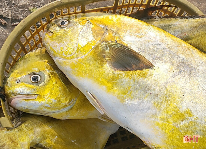 Ngư dân Hà Tĩnh thu 600 triệu đồng sau một đêm buông lưới