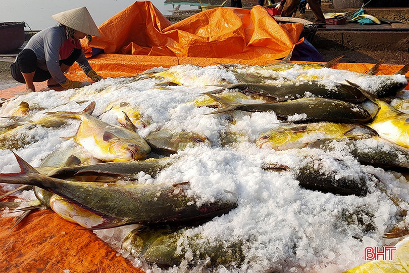 Ngư dân Hà Tĩnh thu 600 triệu đồng sau một đêm buông lưới