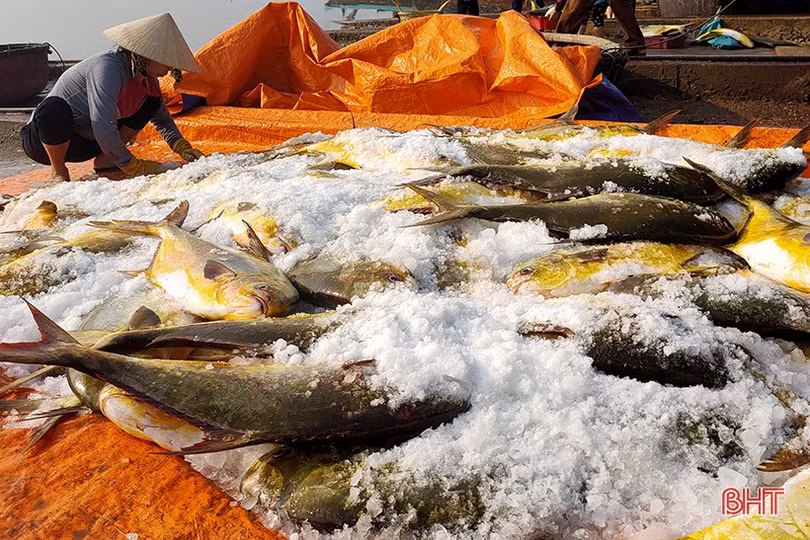 Ngư dân Hà Tĩnh thu 600 triệu đồng sau một đêm buông lưới