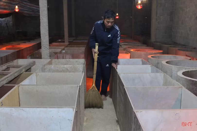 Nuôi dúi, vợ chồng miền sơn cước Hà Tĩnh thu hàng trăm triệu đồng 