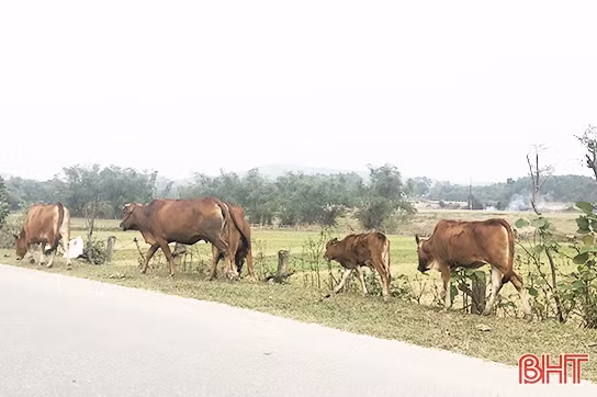 Phòng chống dịch viêm da nổi cục trên trâu bò ở Hà Tĩnh khó khăn hơn khi tết cận kề