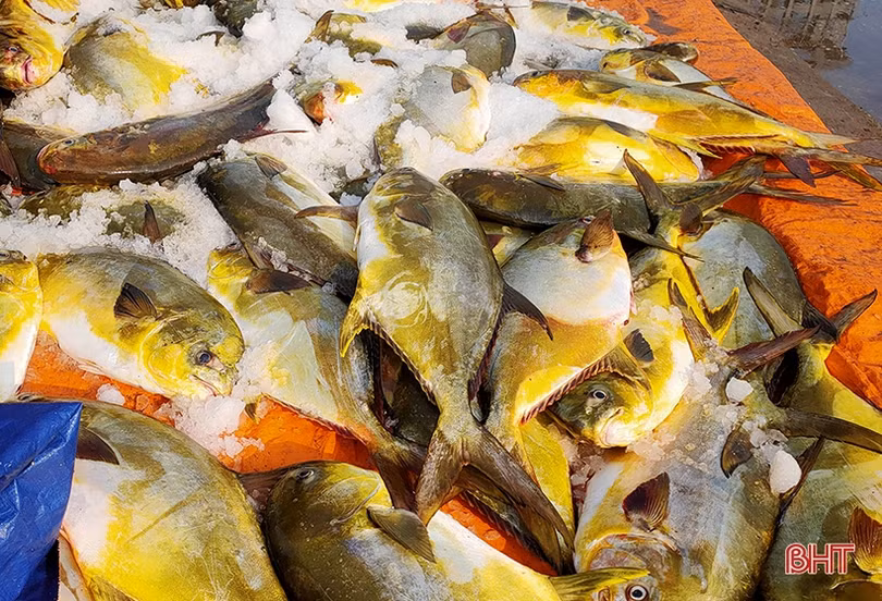 Ngư dân Hà Tĩnh thu 600 triệu đồng sau một đêm buông lưới