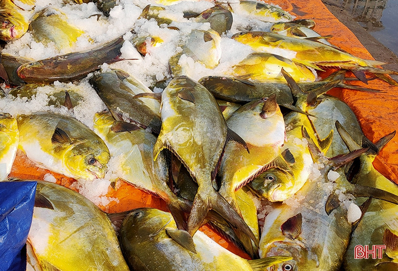 Ngư dân Hà Tĩnh thu 600 triệu đồng sau một đêm buông lưới