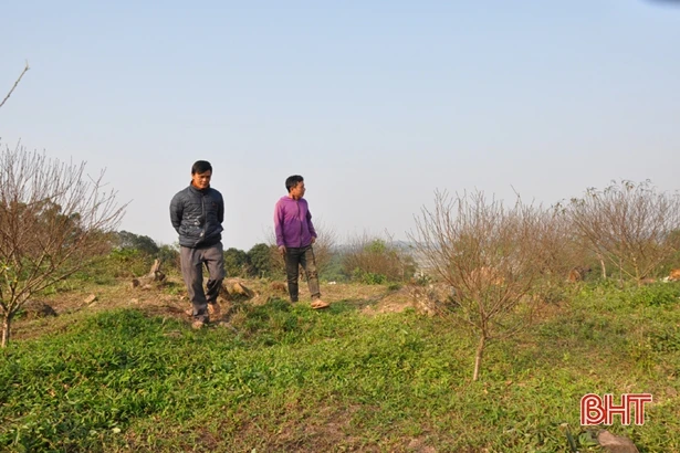 Cấm chặt đào rừng tự nhiên chơi tết, thương lái đổ về làng đào vườn ở Hà Tĩnh đặt mua