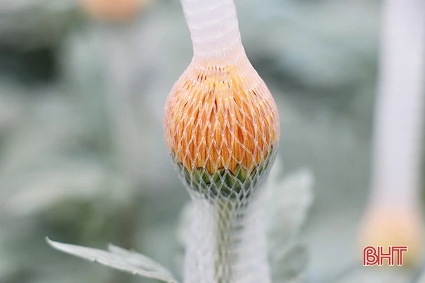 Người dân làng hoa ven đô Hà Tĩnh chăm cho cúc nở đúng tết